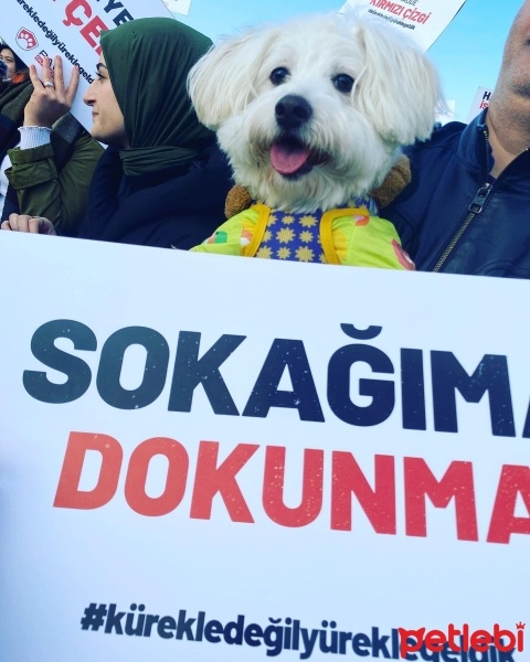 Maltese, Köpek  Shila fotoğrafı