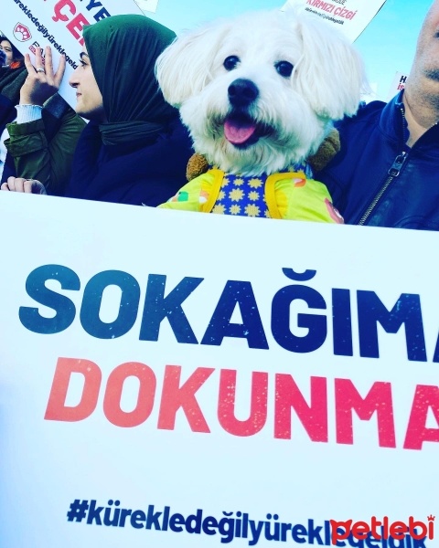 Maltese, Köpek  Shila fotoğrafı
