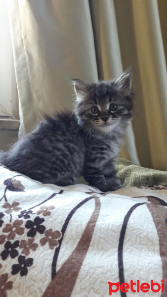 Tekir Kedi, Kedi  Yavru fotoğrafı