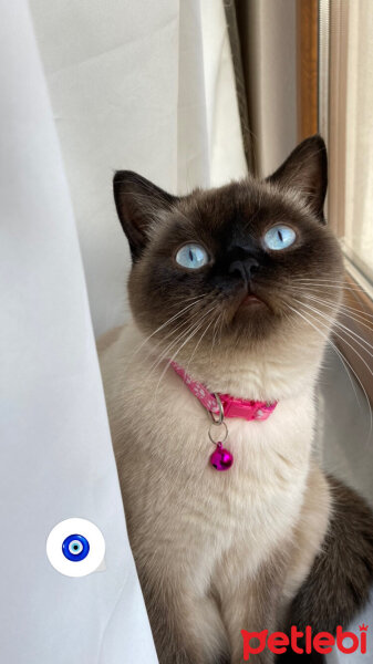 British Shorthair, Kedi  Oxis fotoğrafı