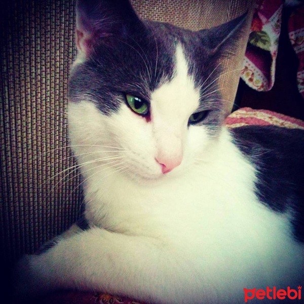 Tekir Kedi, Kedi  dermanyus fotoğrafı