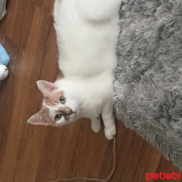 Tekir Kedi, Kedi  Mori fotoğrafı