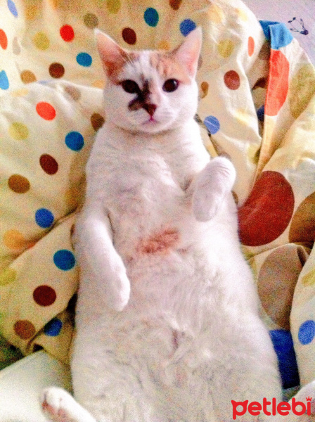 Tekir Kedi, Kedi  Mori fotoğrafı