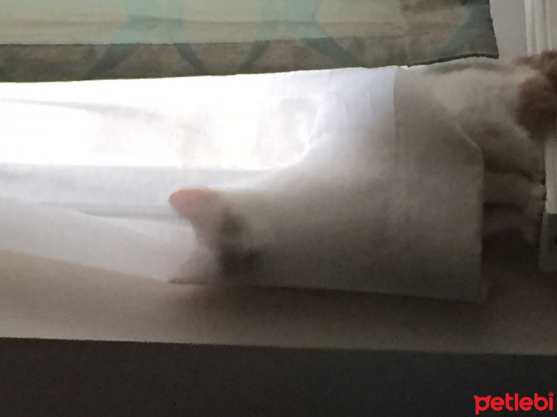 Tekir Kedi, Kedi  Mori fotoğrafı