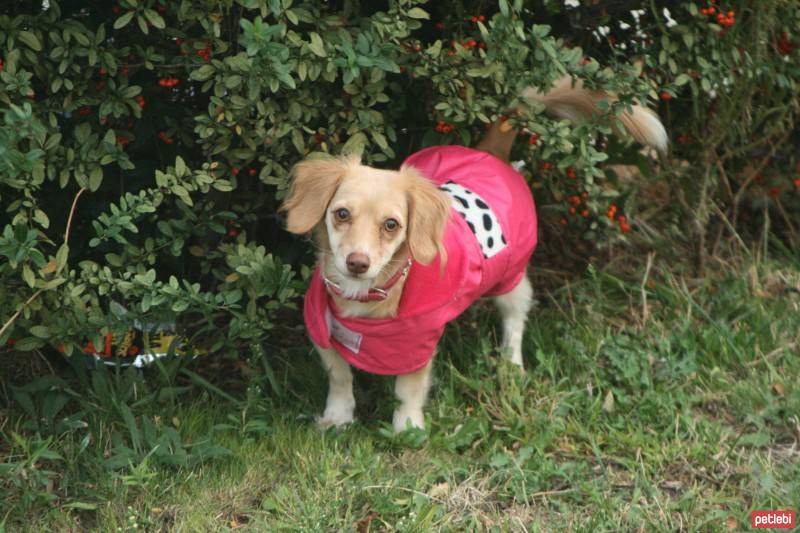 Dachshund (Sosis), Köpek  Badişşşş fotoğrafı