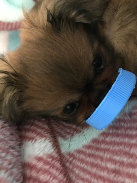 Pekingese, Köpek  Charlie fotoğrafı