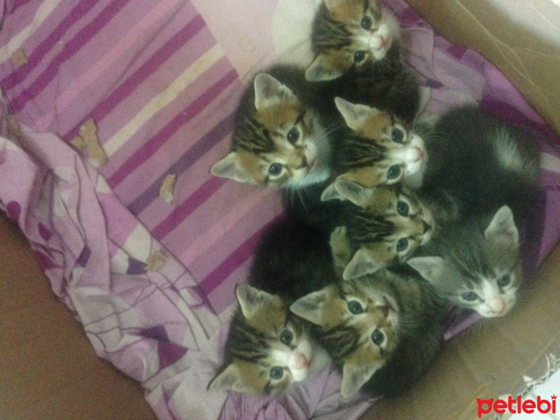 Tekir Kedi, Kedi  güzeller fotoğrafı