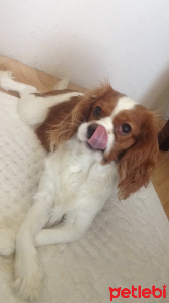 Cavalier King Charles Spanieli, Köpek  Karamel fotoğrafı