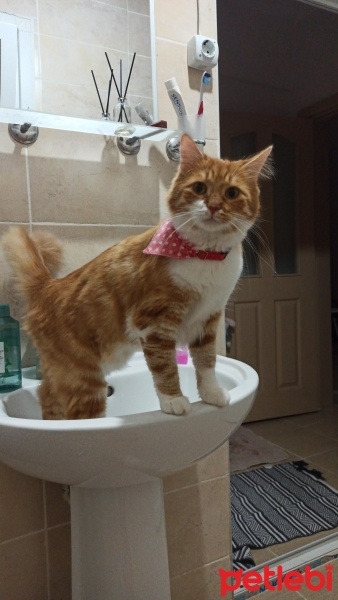 Sarman, Kedi  mia fotoğrafı