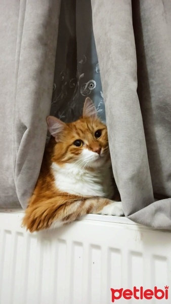 Sarman, Kedi  mia fotoğrafı