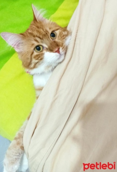 Sarman, Kedi  mia fotoğrafı
