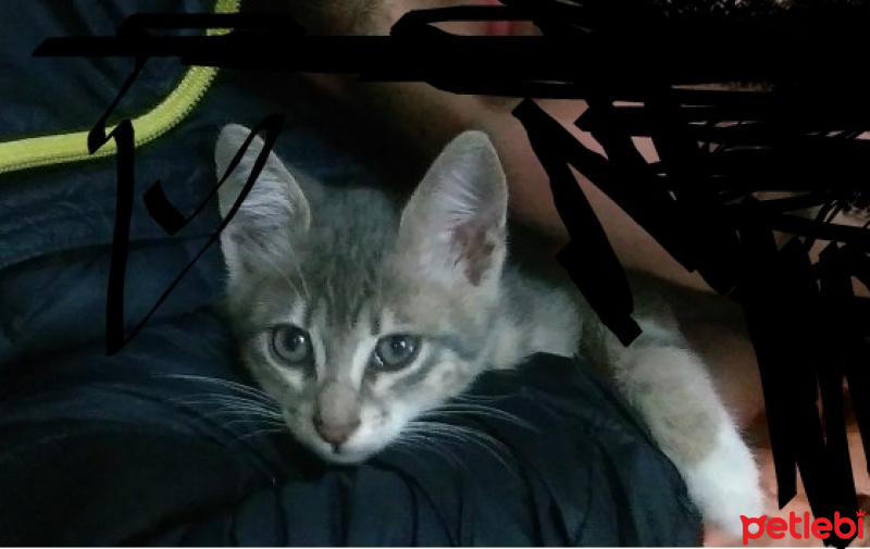 American Keuda, Kedi  Kanarya fotoğrafı
