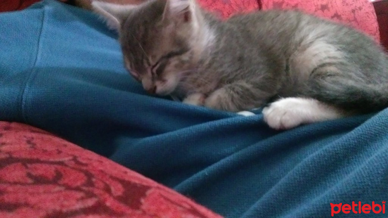 American Keuda, Kedi  Kanarya fotoğrafı