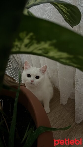 British Shorthair, Kedi  Pamuk fotoğrafı