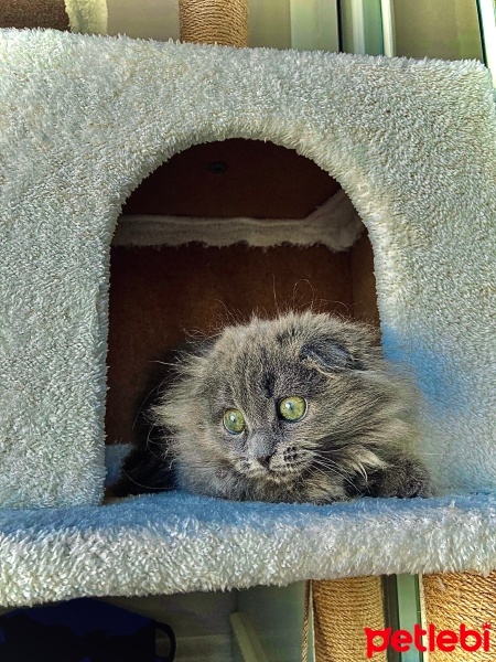 Scottish Fold, Kedi  Balım fotoğrafı