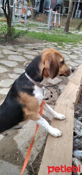 Beagle, Köpek  Lina fotoğrafı