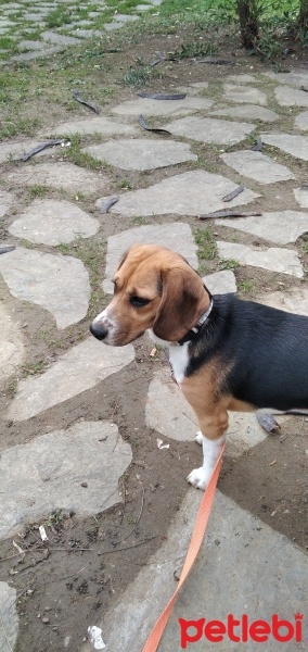 Beagle, Köpek  Lina fotoğrafı