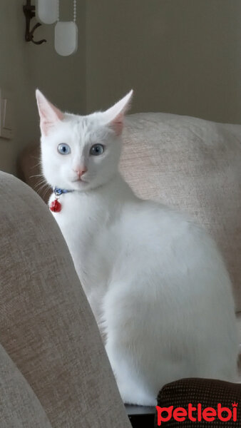 Van Kedisi, Kedi  Mavi fotoğrafı