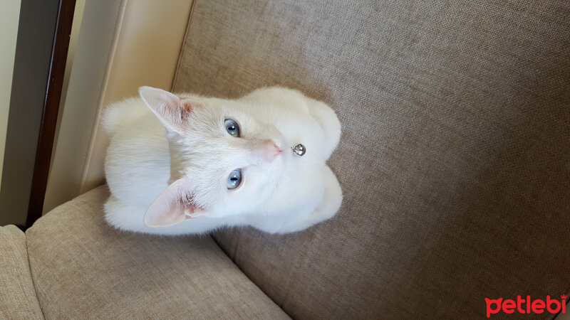 Van Kedisi, Kedi  Mavi fotoğrafı