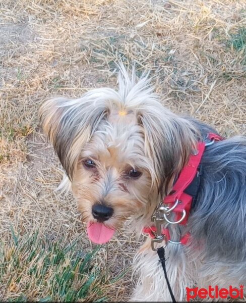 Yorkshire Terrier, Köpek  Lili fotoğrafı