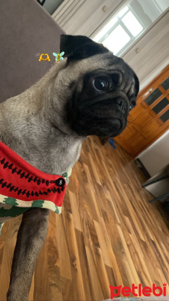 Pug, Köpek  Peri fotoğrafı