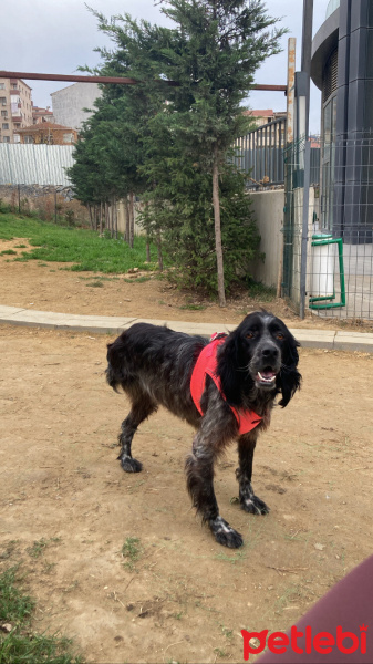 İngiliz Setter, Köpek  Aşil fotoğrafı