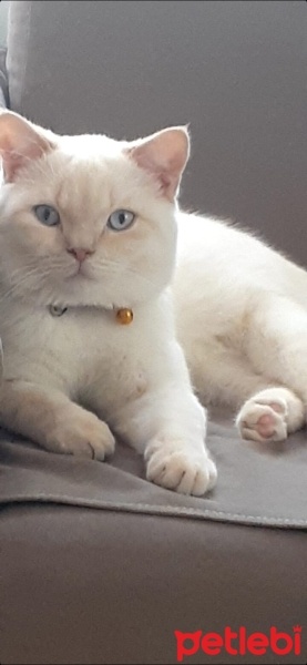 British Shorthair, Kedi  Prens fotoğrafı