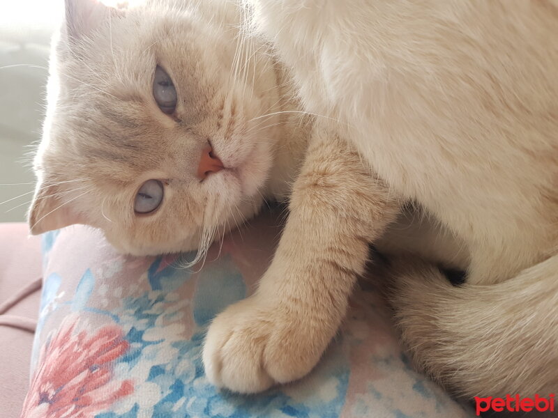 Scottish Fold, Kedi  Çakır fotoğrafı