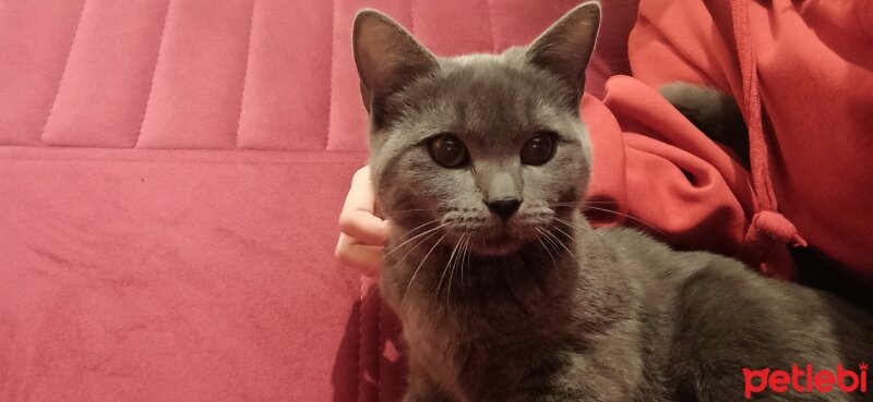 British Longhair, Kedi  Ramses fotoğrafı