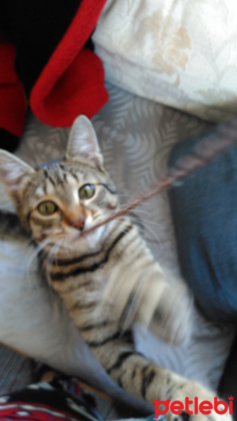 Tekir Kedi, Kedi  Kuduruk fotoğrafı