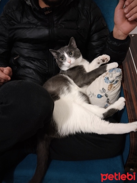 Tekir Kedi, Kedi  PARS fotoğrafı