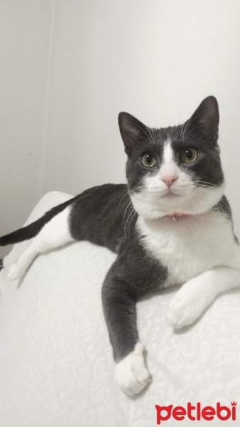 Tekir Kedi, Kedi  PARS fotoğrafı