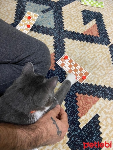 Tekir Kedi, Kedi  PARS fotoğrafı