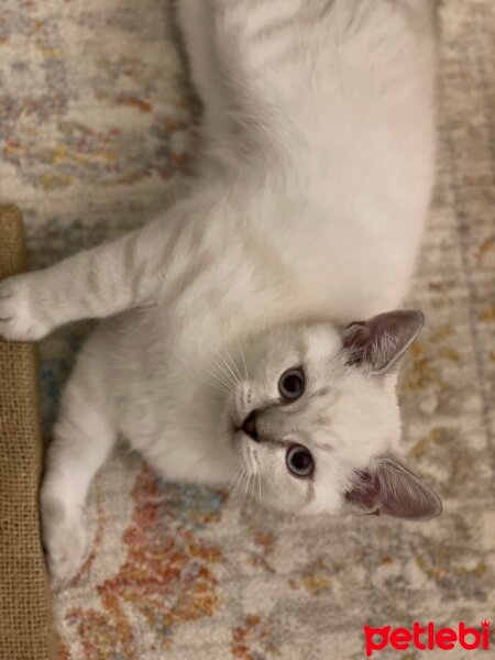 British Shorthair, Kedi  Bulut fotoğrafı