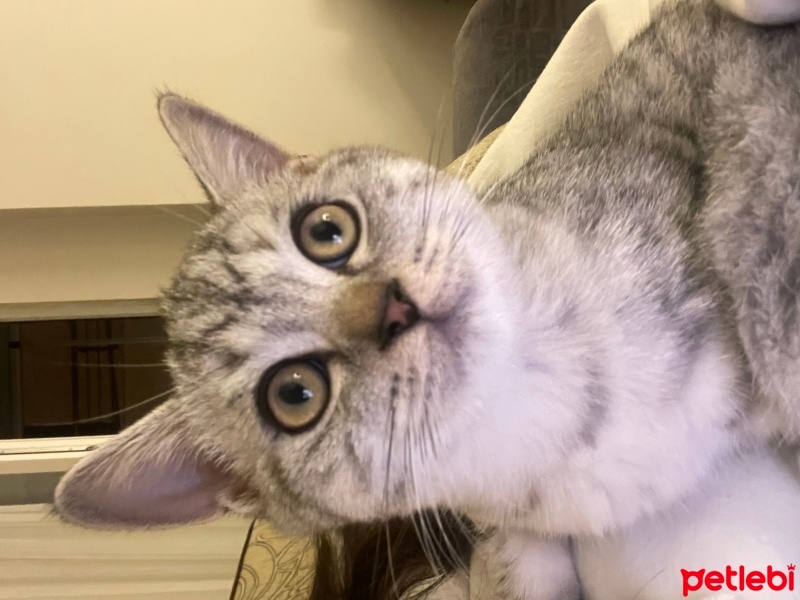 British Shorthair, Kedi  Zeytin fotoğrafı