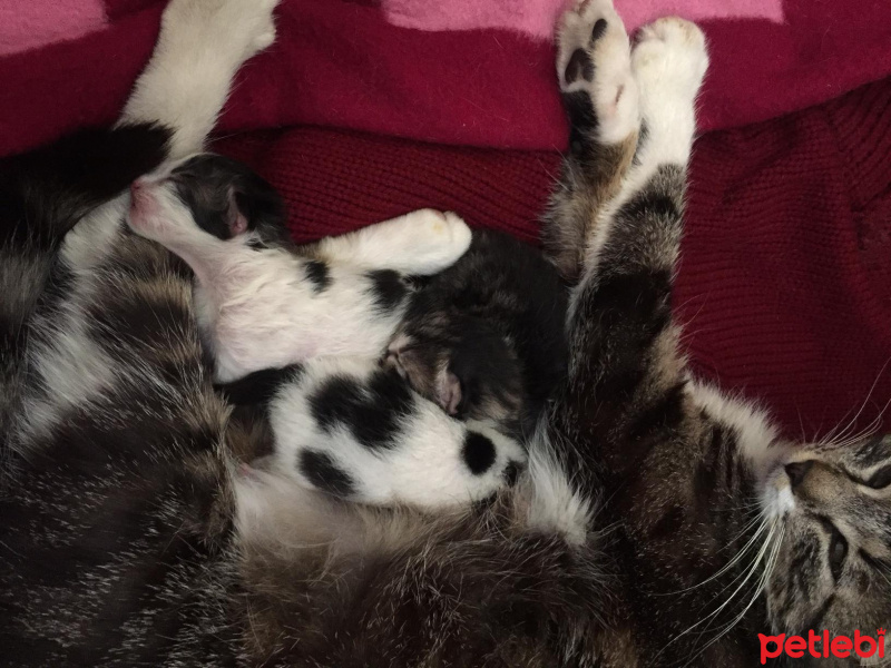 Tekir Kedi, Kedi  Duman fotoğrafı