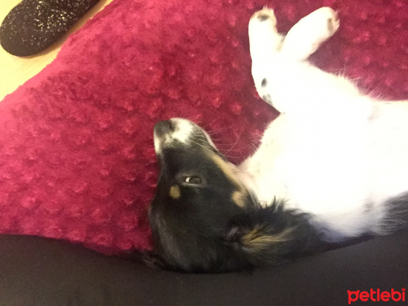 Pappilon, Köpek  Ares fotoğrafı