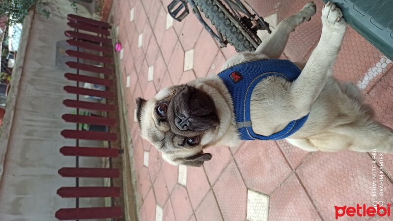 Pug, Köpek  Alex fotoğrafı