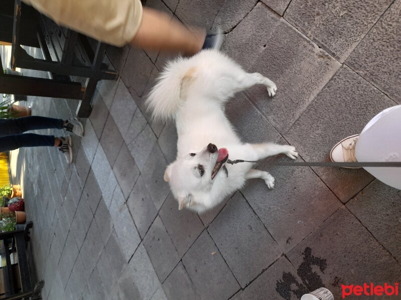 Pomeranyalı, Köpek  Carlos fotoğrafı