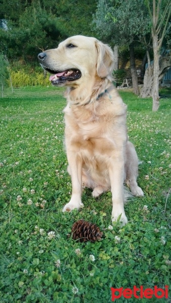 Golden Retriever, Köpek  Çakıl fotoğrafı