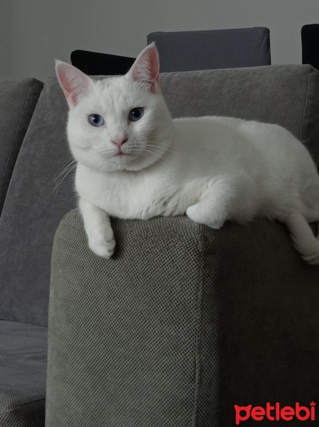 Van Kedisi, Kedi  Paris fotoğrafı