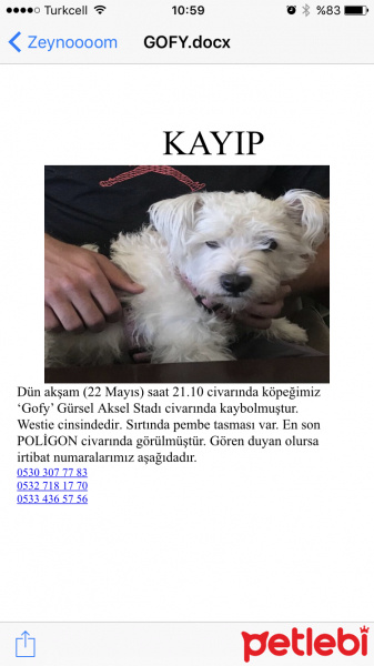 West Highland White Terrier, Köpek  Gofy fotoğrafı
