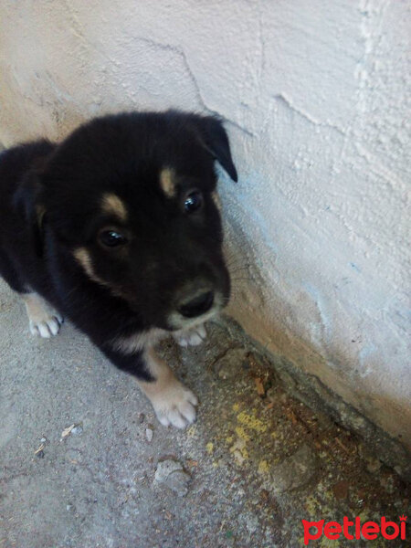 Kars Çoban Köpeği, Köpek  Alex fotoğrafı