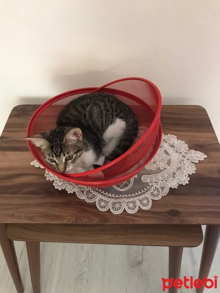 Tekir Kedi, Kedi  Pati fotoğrafı