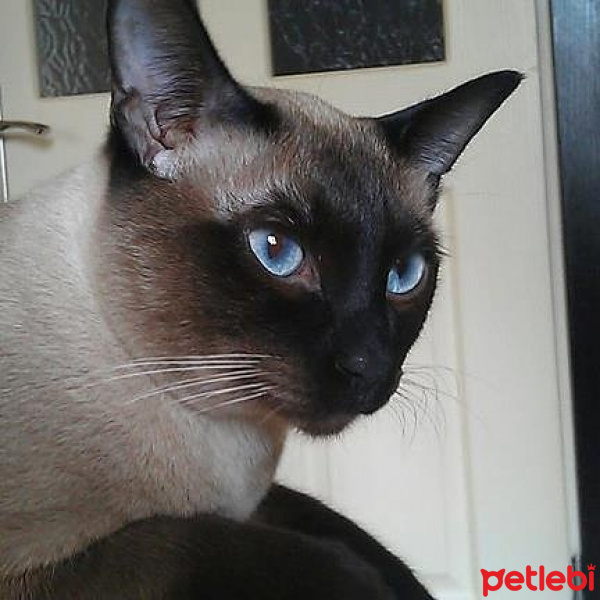 Siyam Kedisi, Kedi  Sarlo fotoğrafı