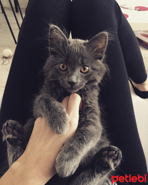 British Shorthair, Kedi  luna fotoğrafı