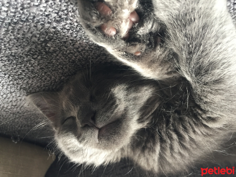 British Shorthair, Kedi  luna fotoğrafı