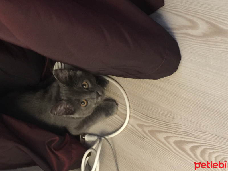 British Shorthair, Kedi  luna fotoğrafı