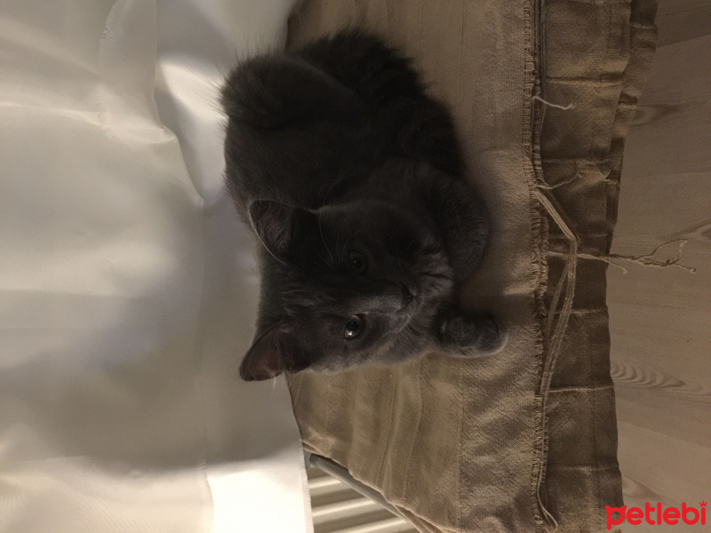 British Shorthair, Kedi  luna fotoğrafı