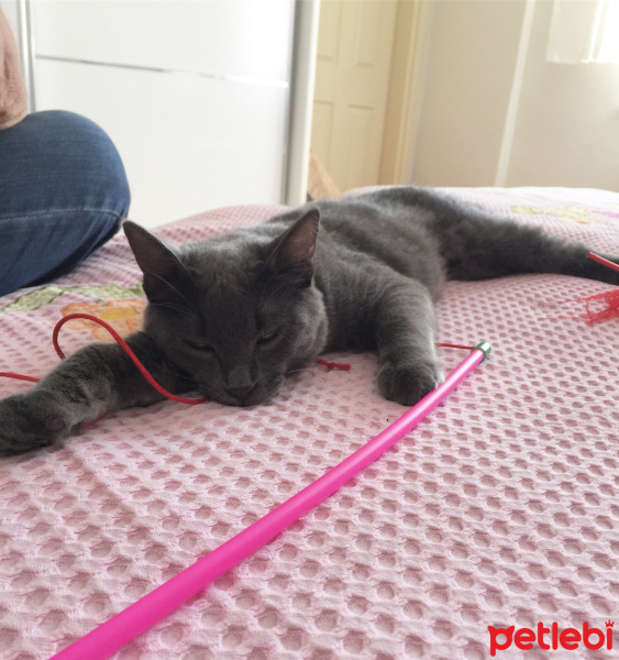 British Shorthair, Kedi  luna fotoğrafı